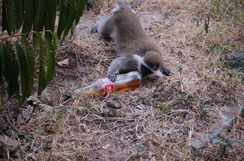 Monkeys -288.jpg