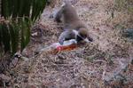 Monkeys -288.jpg