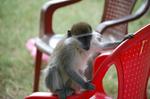 Monkeys -303.jpg