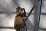 Monkeys -306.jpg