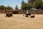 Addis Abeba -101.jpg