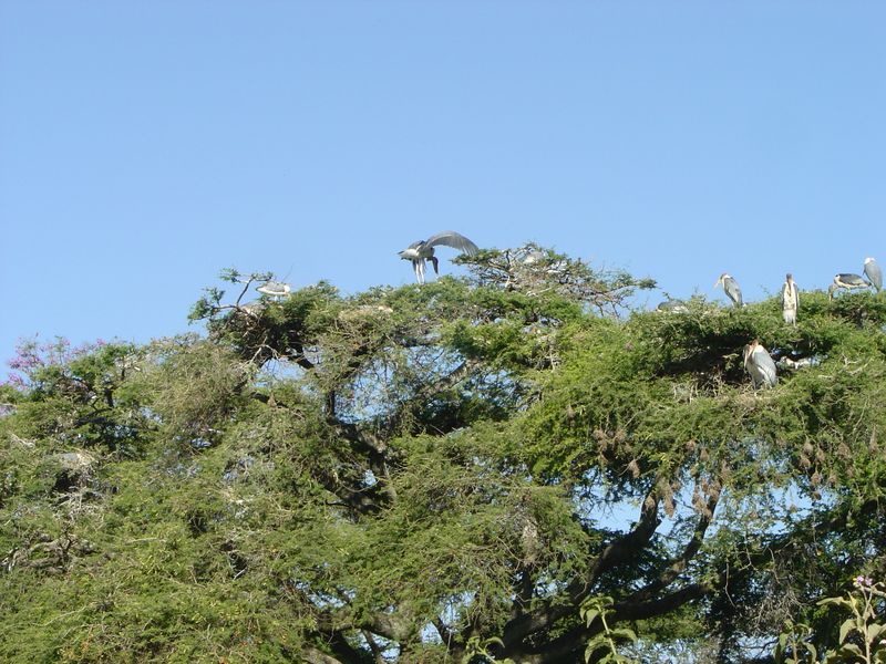 Awassa -017.jpg