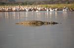 Safari Arba Minch -008.jpg