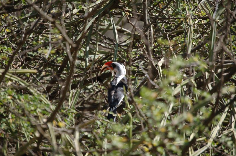 Safari Arba Minch -023.jpg