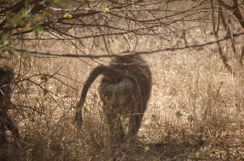 Safari Arba Minch -024.jpg