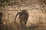 Safari Arba Minch -024.jpg