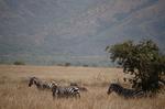 Safari Arba Minch -027.jpg