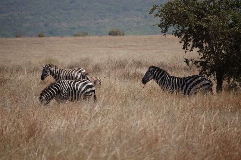 Safari Arba Minch -028.jpg