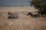 Safari Arba Minch -028.jpg