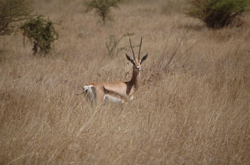 Safari Arba Minch -030.jpg