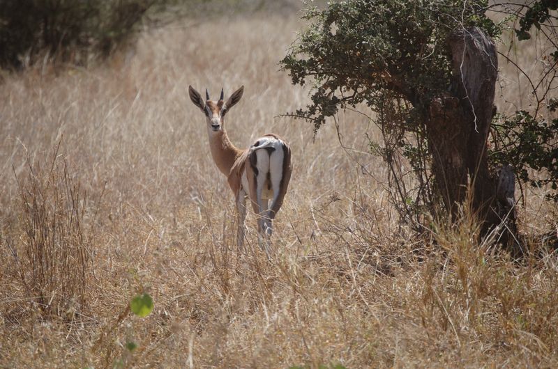 Safari Arba Minch -031.jpg