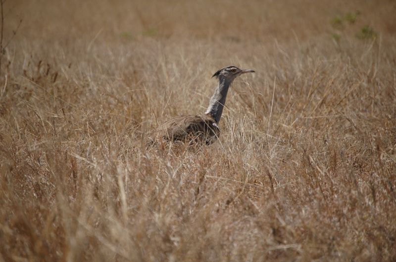 Safari Arba Minch -032.jpg