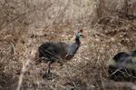 Safari Arba Minch -036.jpg