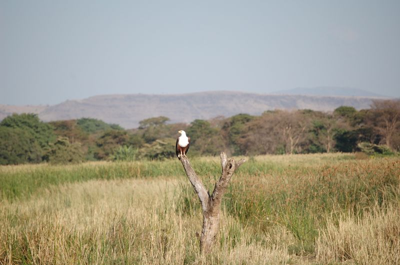 Safari Arba Minch -039.jpg