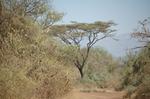 Safari Arba Minch -055.jpg