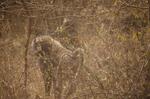 Safari Arba Minch -067.jpg