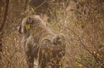 Safari Arba Minch -068.jpg