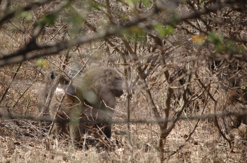 Safari Arba Minch -069.jpg