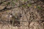 Safari Arba Minch -069.jpg