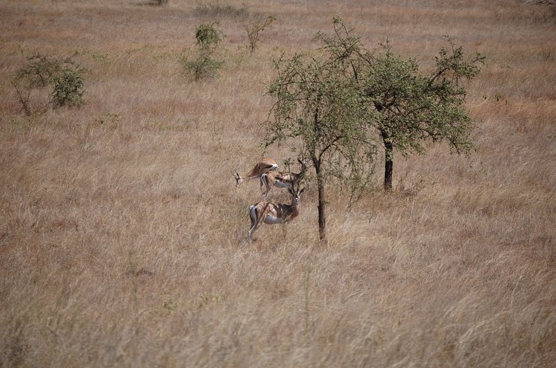 Safari Arba Minch -083.jpg