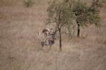 Safari Arba Minch -084.jpg