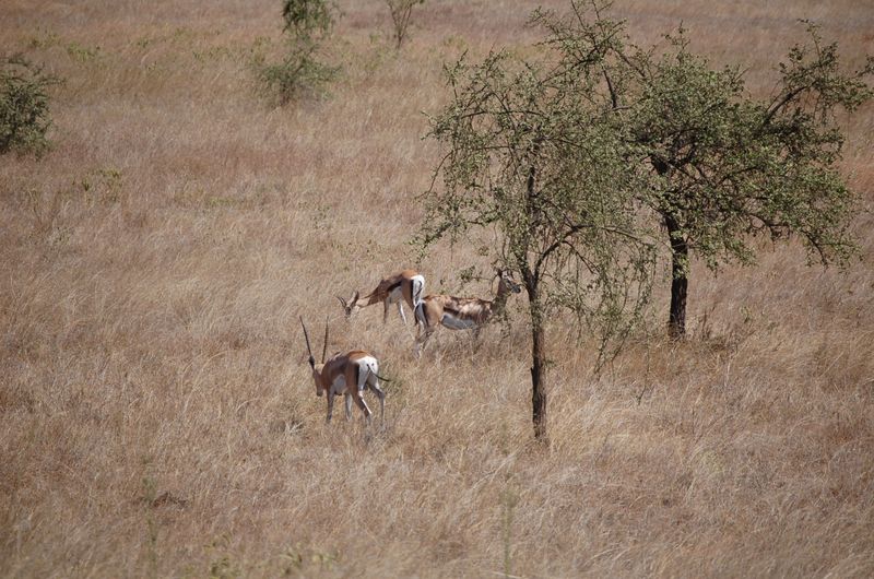 Safari Arba Minch -085.jpg