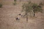 Safari Arba Minch -085.jpg