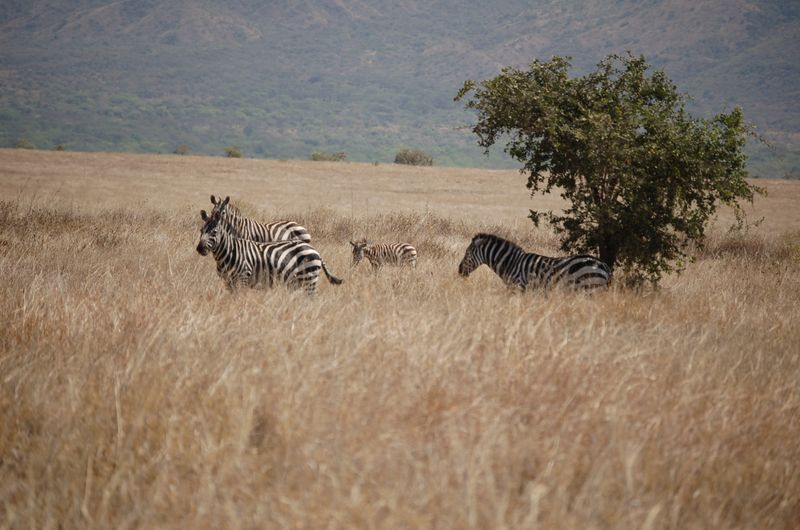 Safari Arba Minch -090.jpg