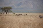 Safari Arba Minch -091.jpg