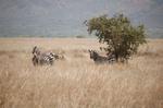Safari Arba Minch -092.jpg