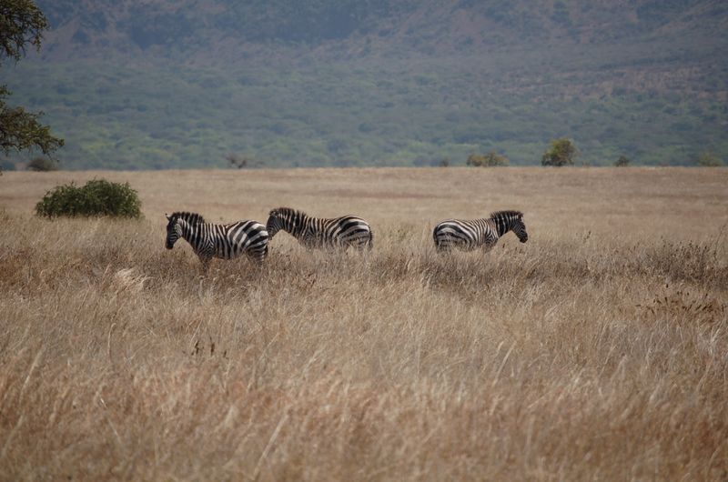 Safari Arba Minch -093.jpg