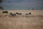 Safari Arba Minch -093.jpg