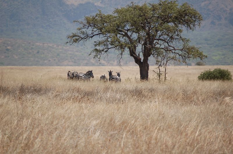 Safari Arba Minch -094.jpg