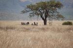 Safari Arba Minch -094.jpg