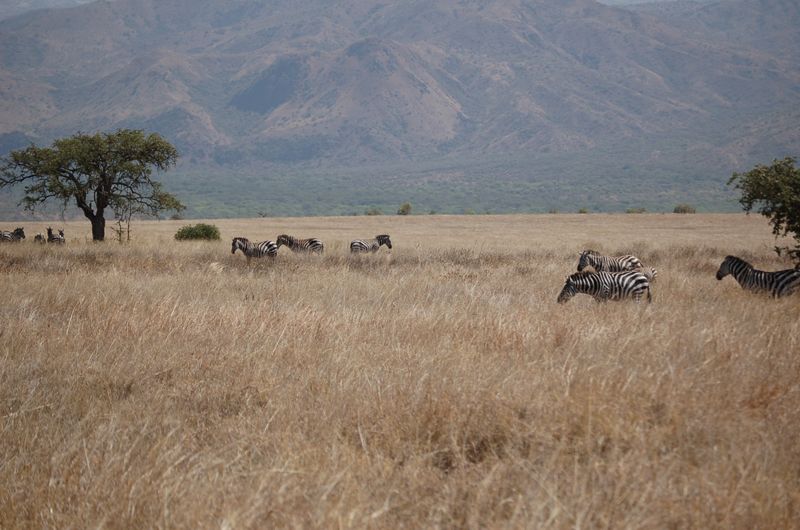 Safari Arba Minch -095.jpg