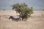Safari Arba Minch -096.jpg