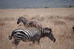 Safari Arba Minch -101.jpg