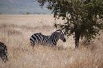 Safari Arba Minch -102.jpg