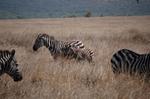 Safari Arba Minch -103.jpg