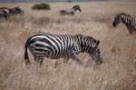 Safari Arba Minch -104.jpg