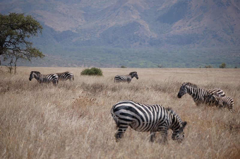 Safari Arba Minch -106.jpg