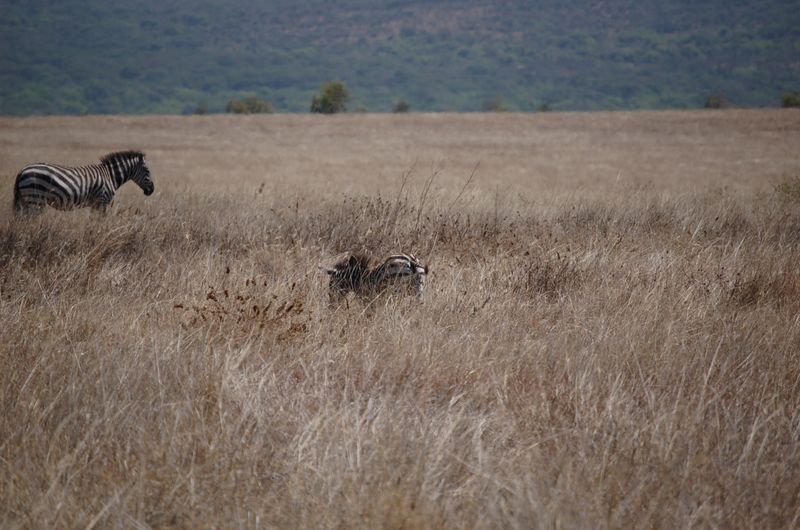 Safari Arba Minch -109.jpg