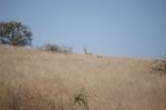 Safari Arba Minch -110.jpg