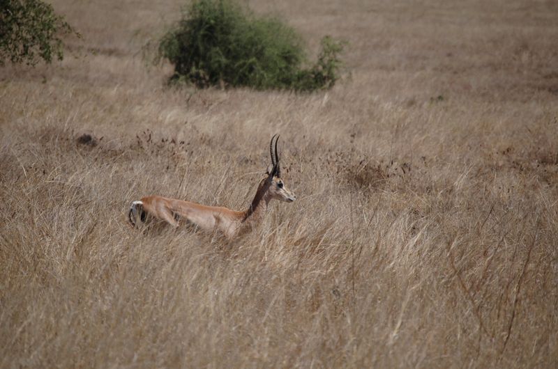 Safari Arba Minch -111.jpg