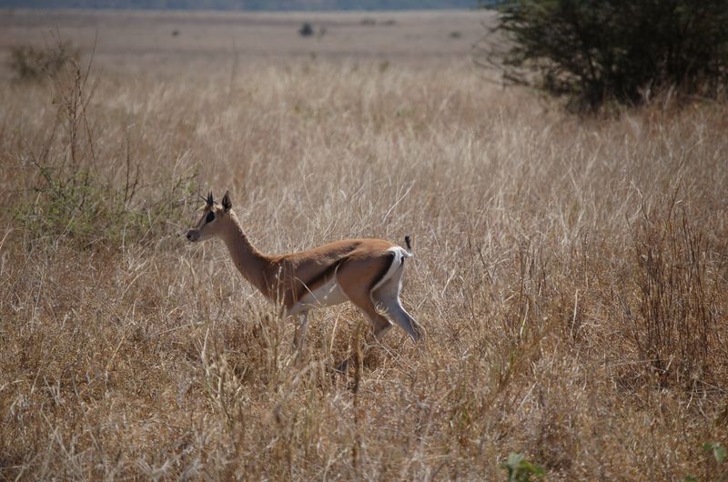 Safari Arba Minch -112.jpg