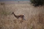 Safari Arba Minch -112.jpg
