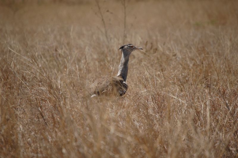 Safari Arba Minch -114.jpg