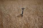 Safari Arba Minch -114.jpg
