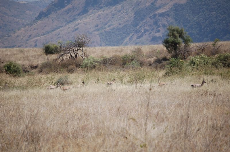 Safari Arba Minch -116.jpg