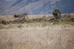 Safari Arba Minch -116.jpg